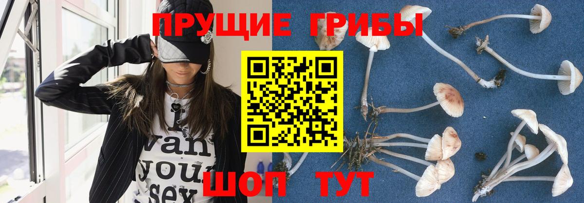 Галлюциногенные грибы Psilocybine cubensis Гатчина